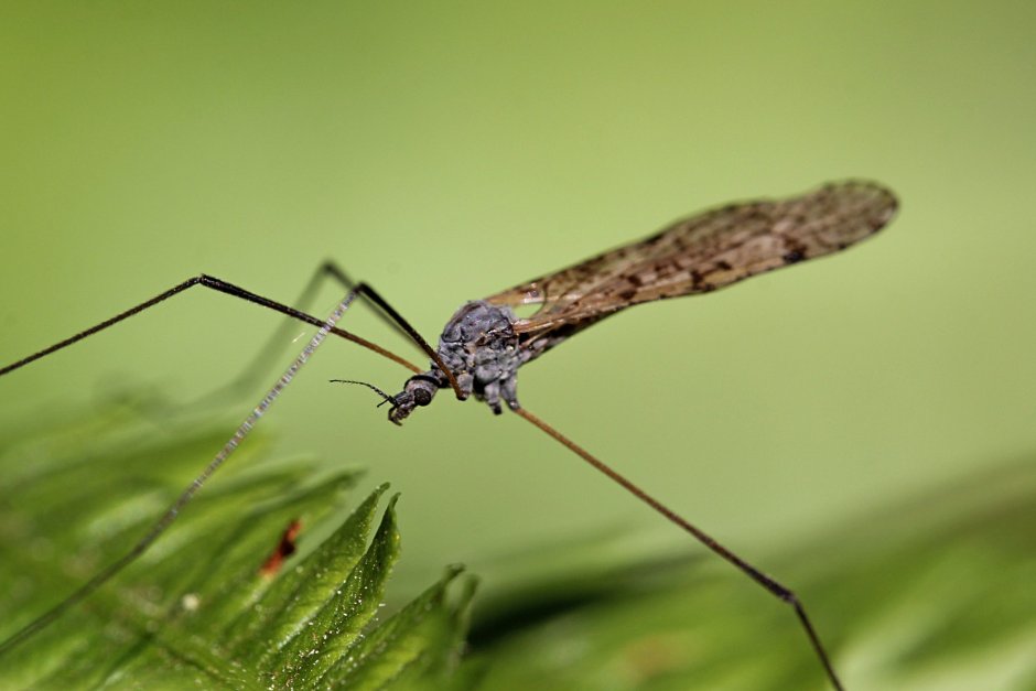 Nephrotoma quadrifaria