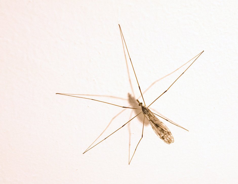 Малярийный комар и Карамора