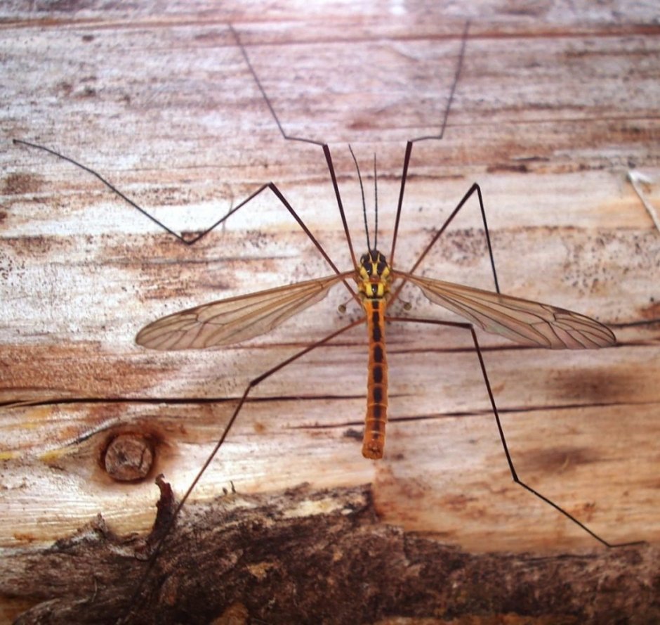 Комар долгоножка самец