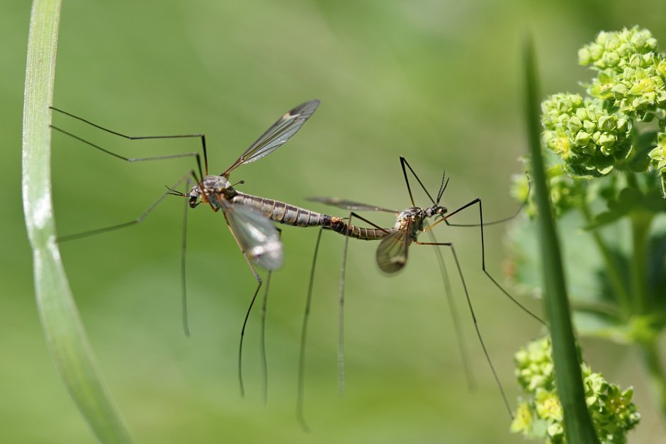 Бескрылый комар