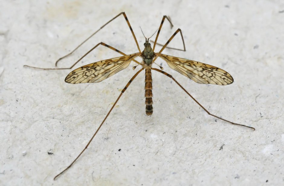 Комар гигант - долгоножка