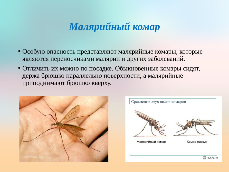 Москиты (комар) / Mosquito