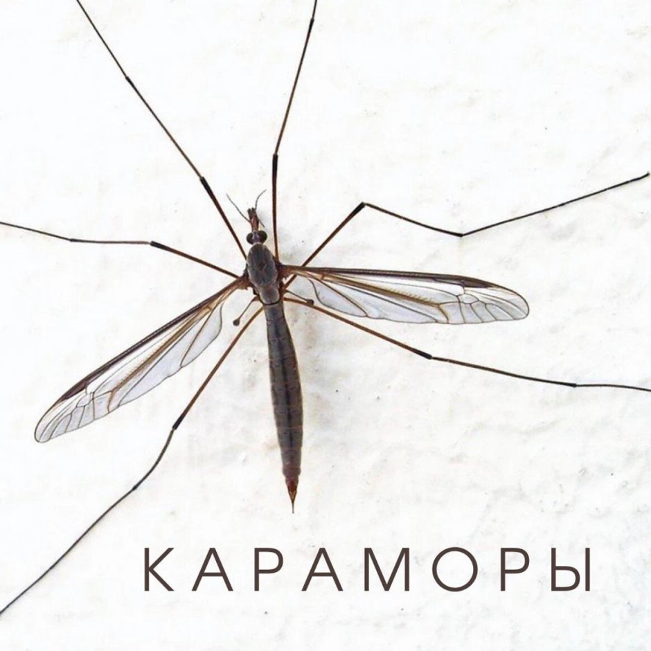 Малярийный комар долгоножка