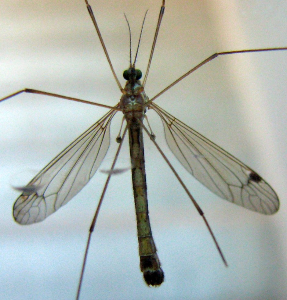 Долгоножка кольчатая