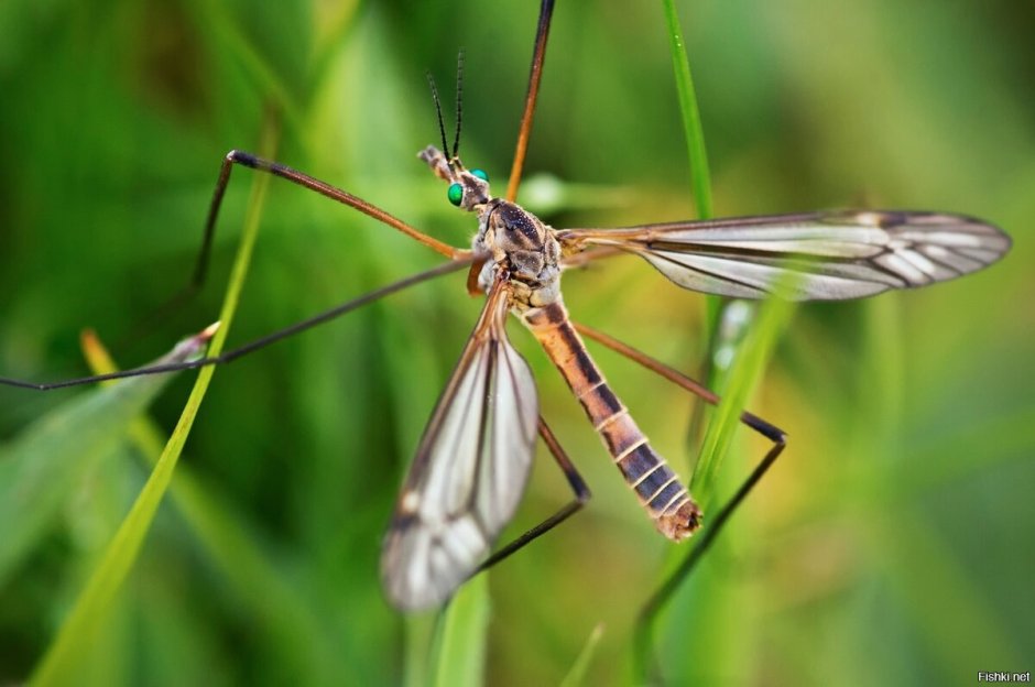 Как выглядит малярийный комар