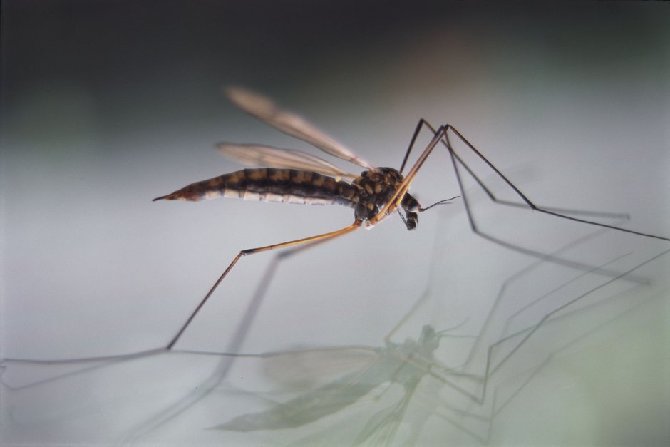 Малярийный комар долгоножка