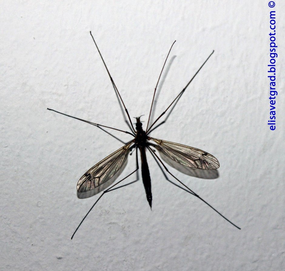 Имаго малярийного комара