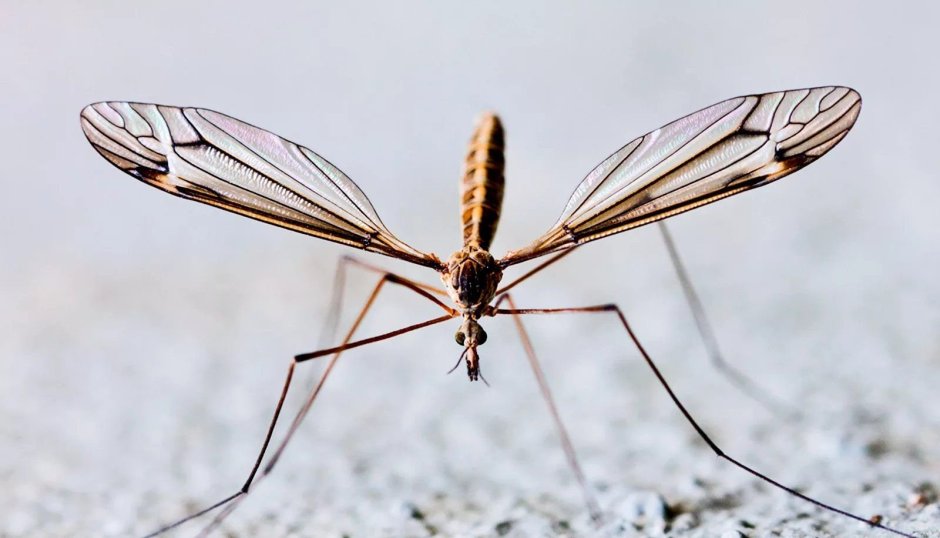 Малярийные комары в Киргизии