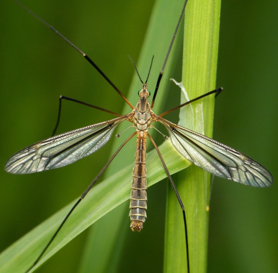 Долгоножка кольчатая