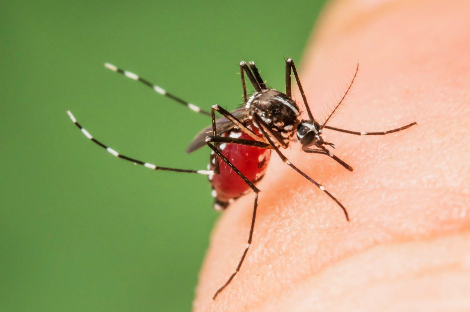 Малярийный комар отличие