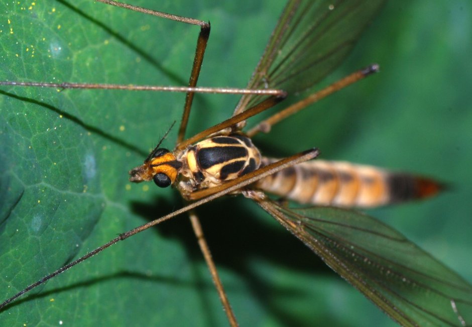 Малярийный комар долгоножка