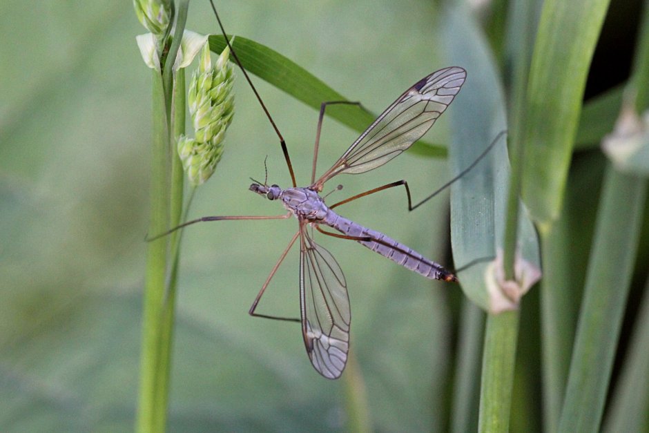 Матка комара