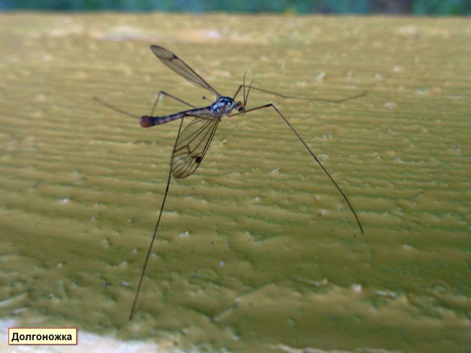Муха долгоножка
