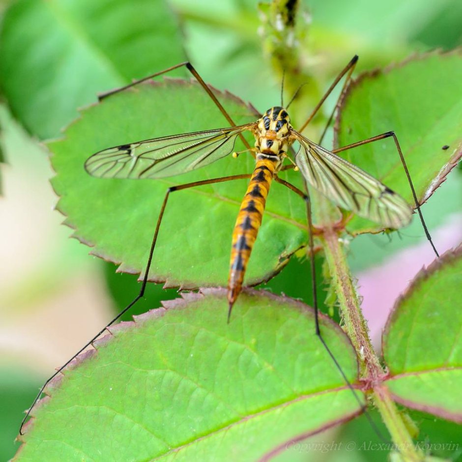 Красный комар долгоножка