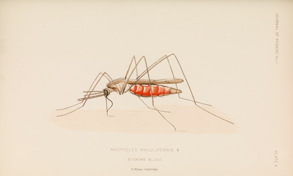 Долгоножка кольчатая