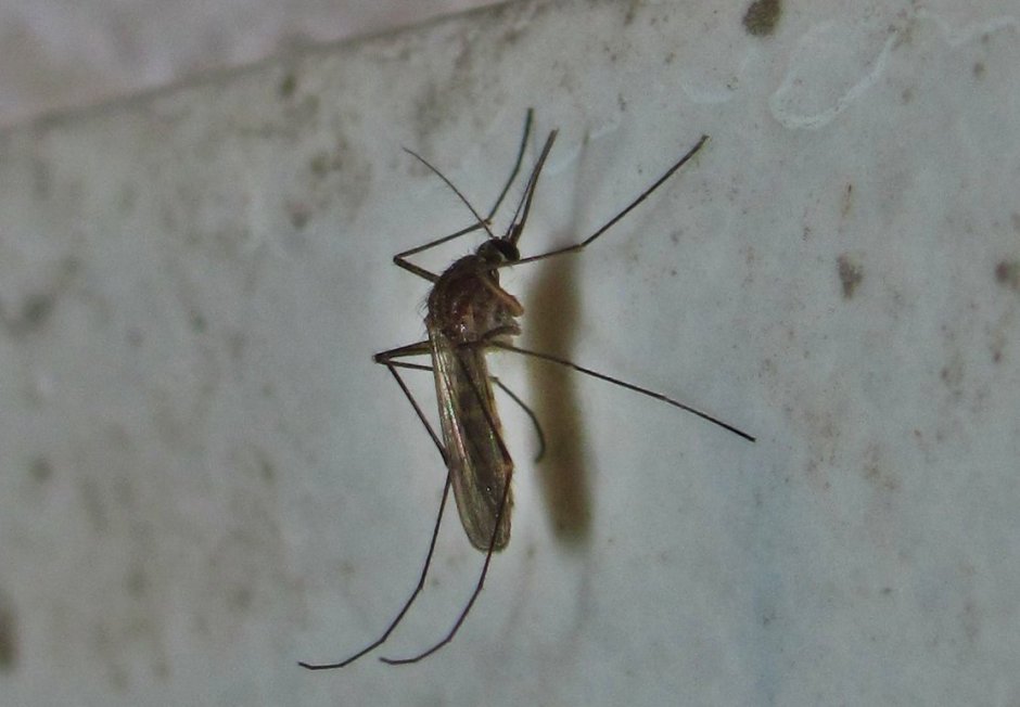 Муха долгоножка