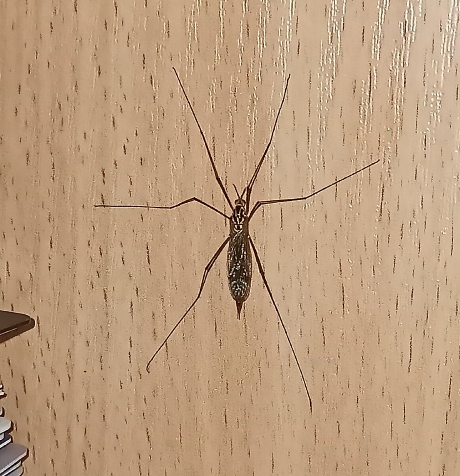 Daddy long Legs комар