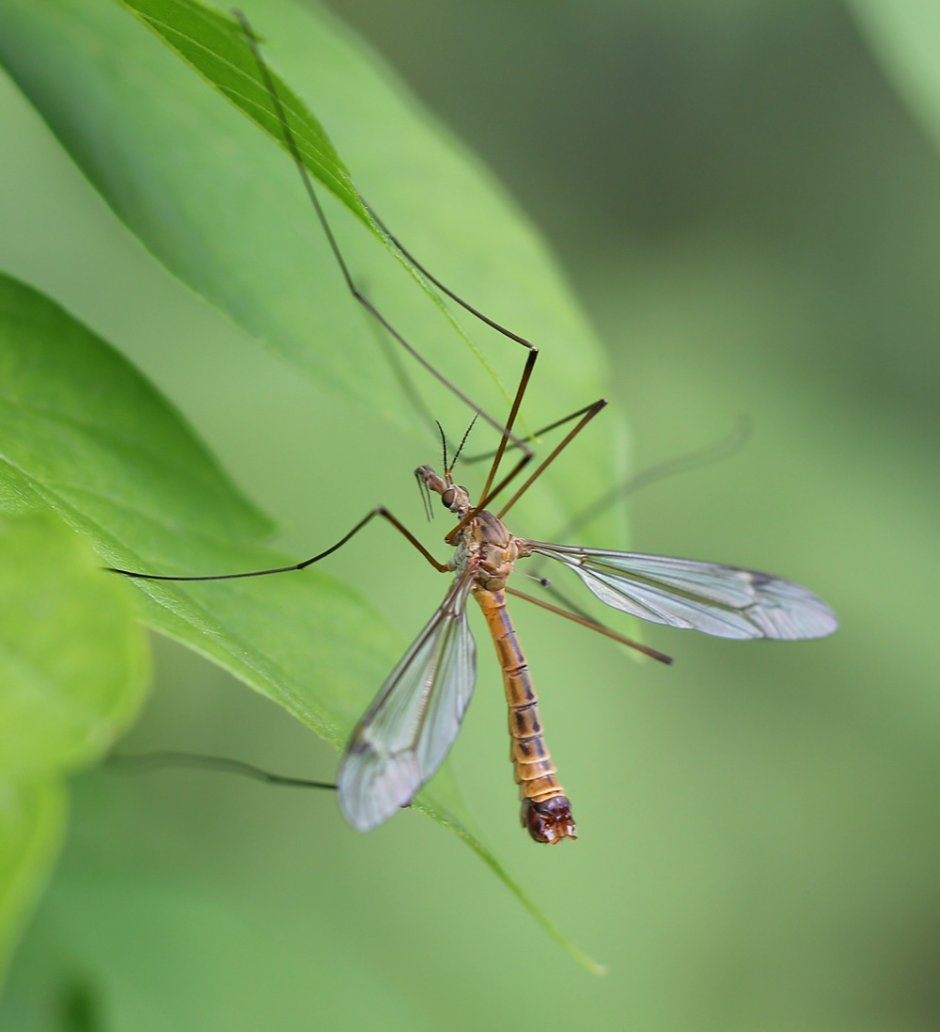 Комар кулекс