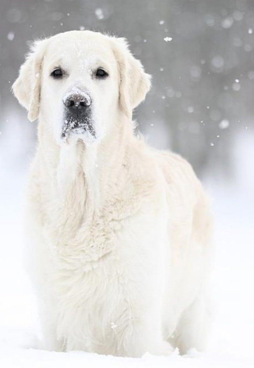 Золотистый ретривер белый