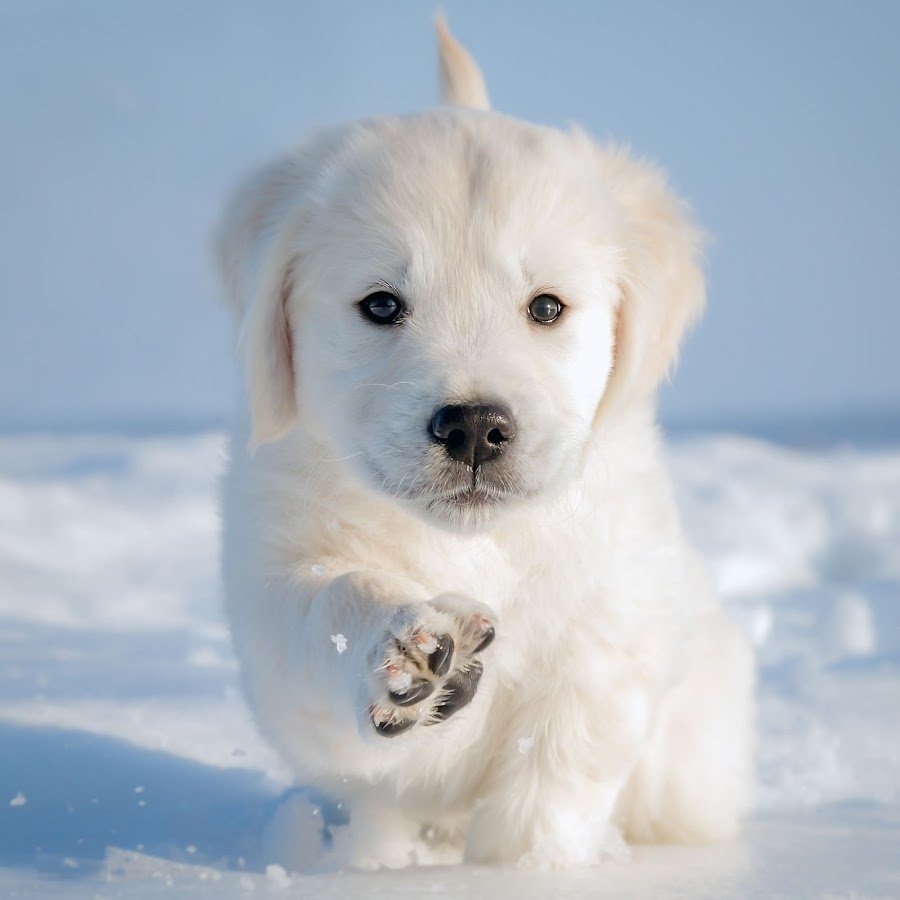 Лабрадор ретривер золотистый