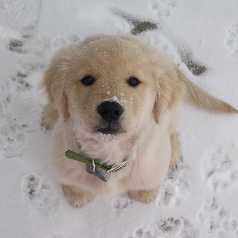 Канадский золотистый ретривер