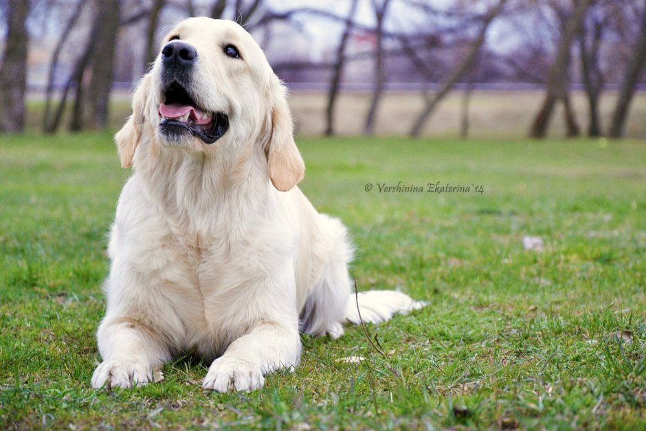 Смешная белая собака