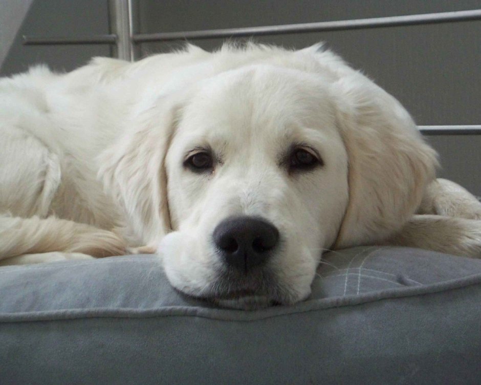 Лохматый белый лабрадор