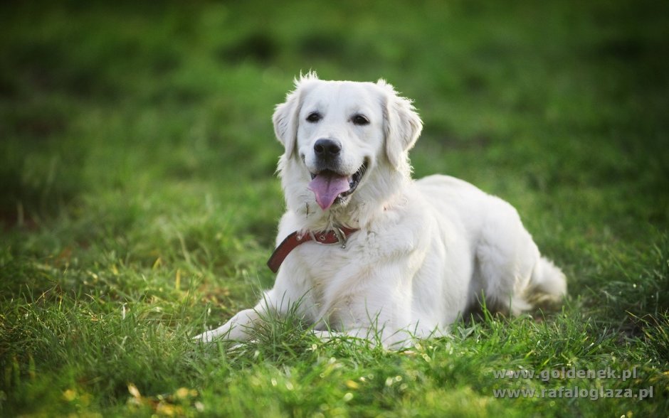 Порода собак золотистый ретривер