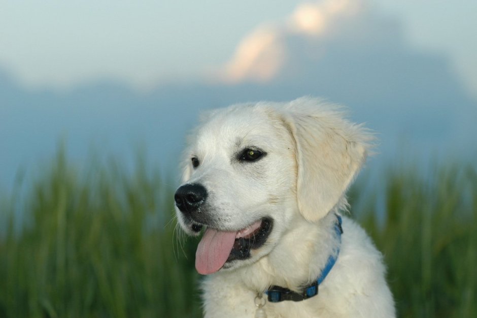 Золотистый ретривер щенок 4 месяца