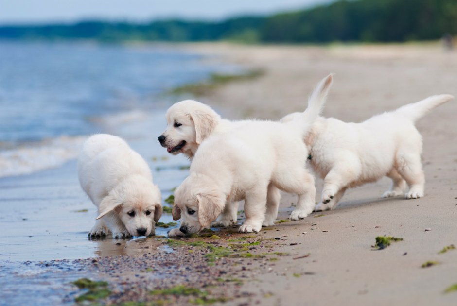 Все белые собаки для детей школьников