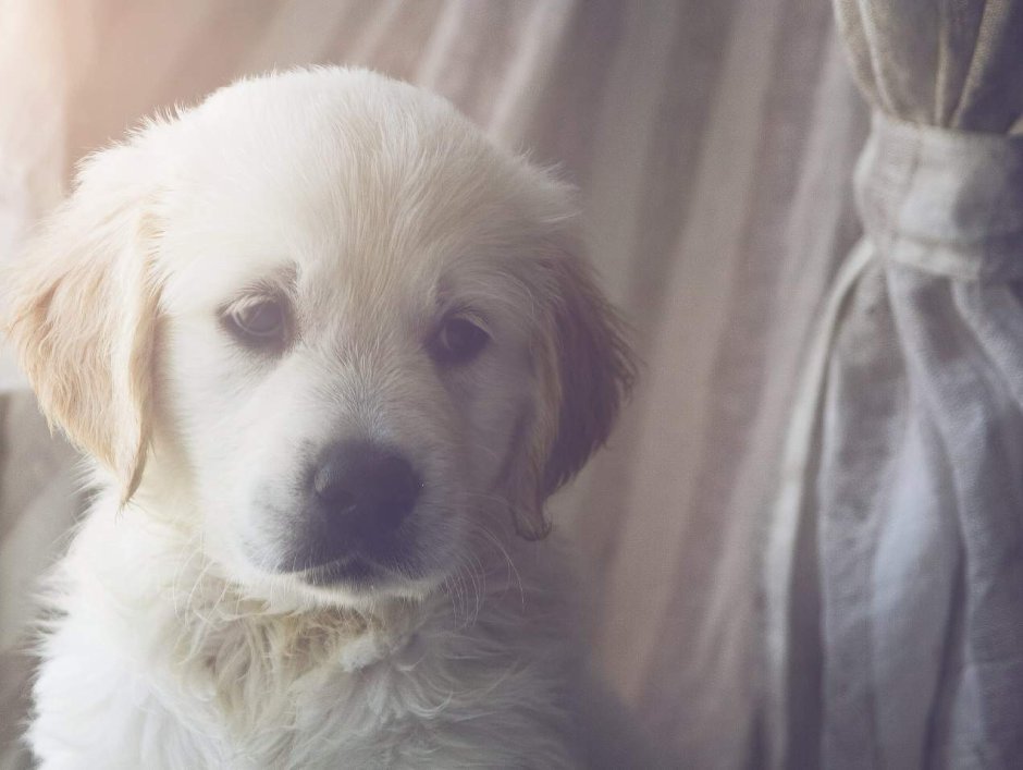 Серебристый ретривер