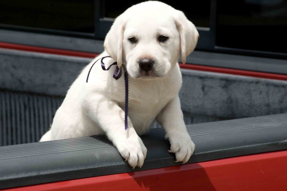 Лабрадор земля