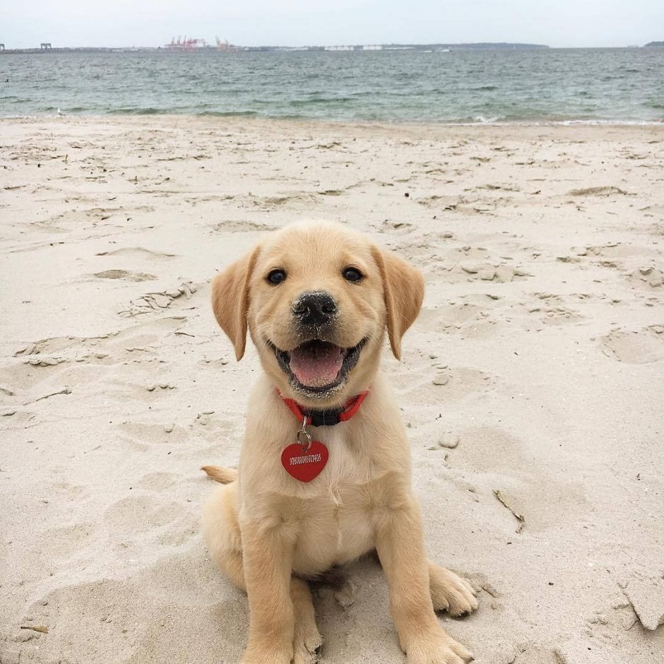 Лабрадор ретривер белый