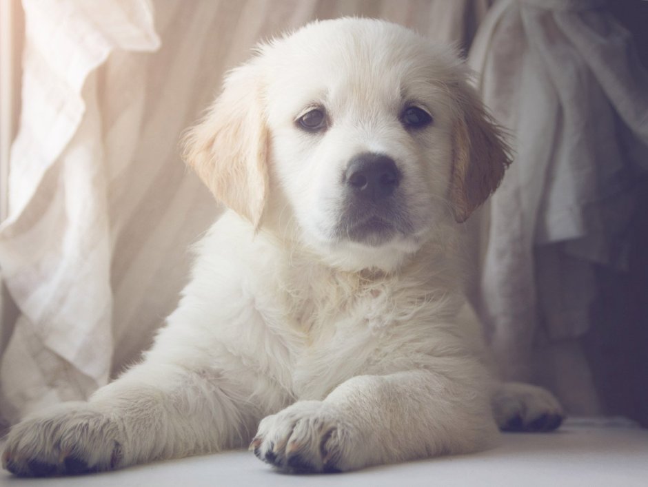 Золотистый ретривер белый щенок
