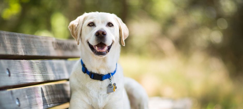 Лабрадор ретривер бежит