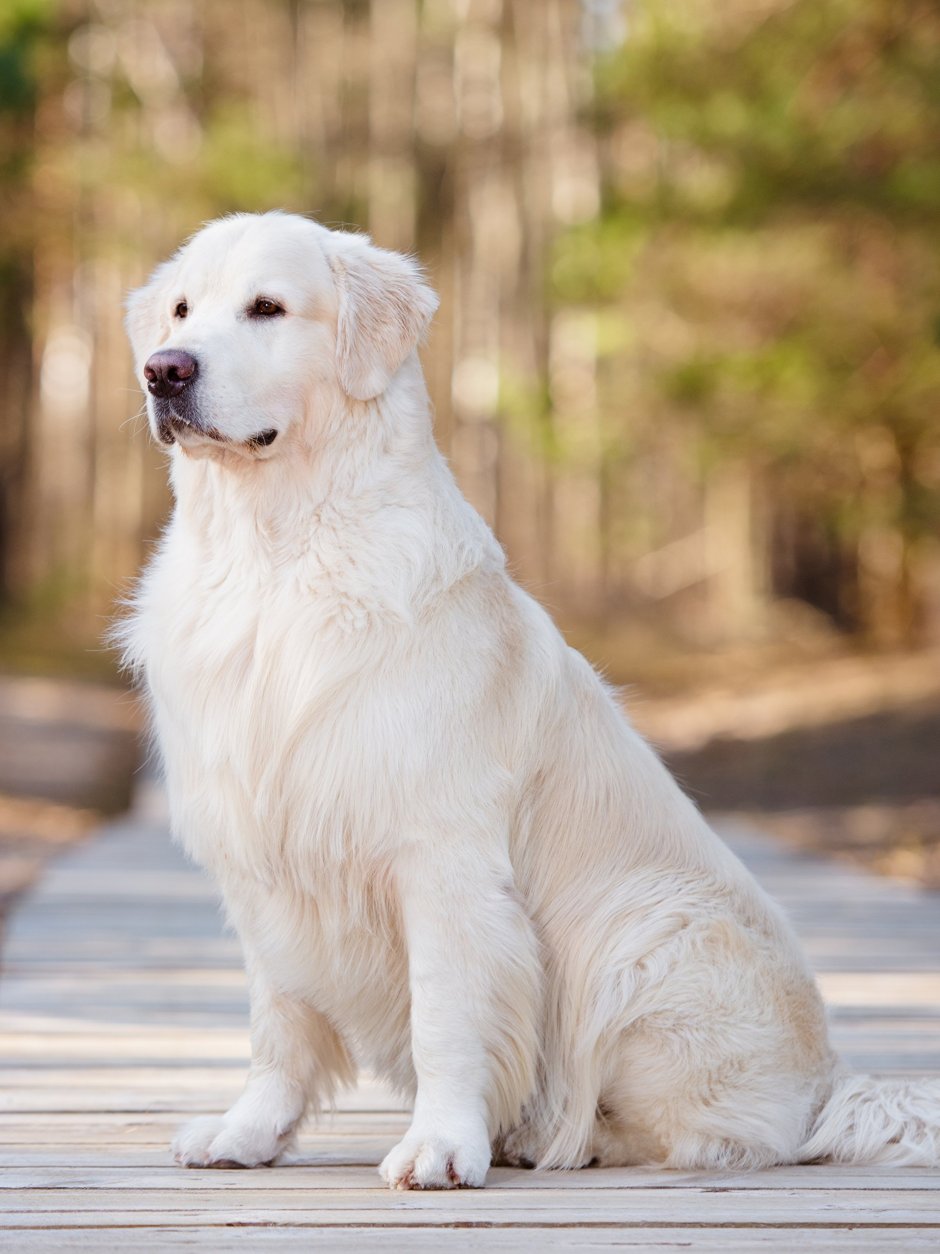 Лабрадор белый