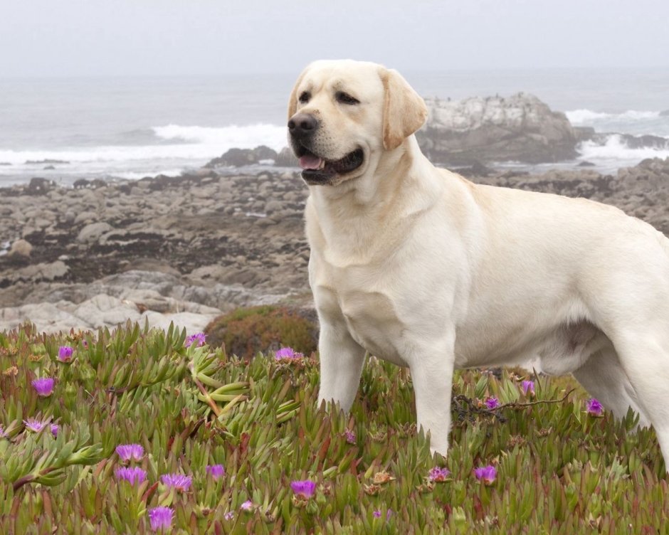 Радость лабрадора