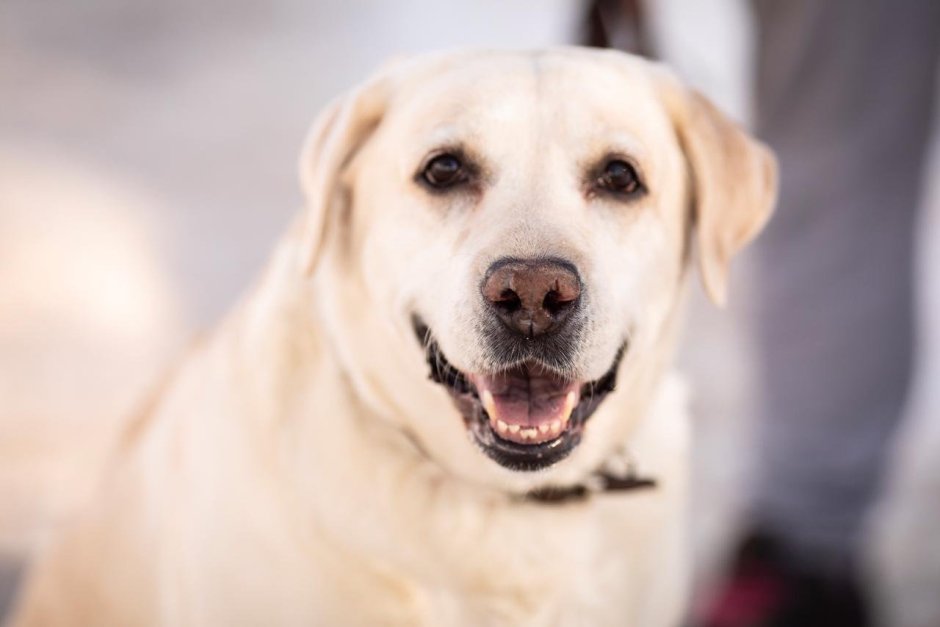 Щенок на ковре