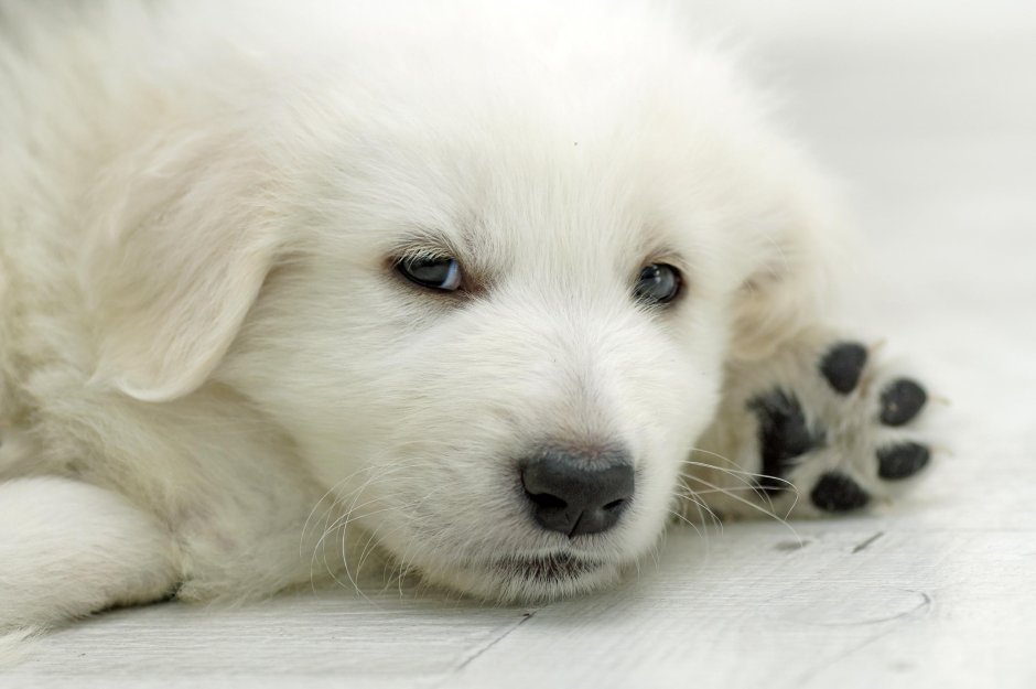 Веселый щенок лабрадора