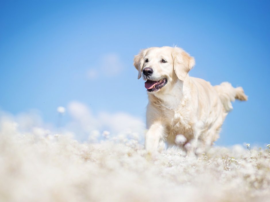 Обои с собаками на айфон золотистый ретривер