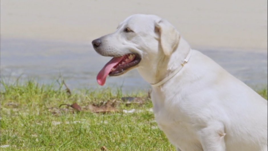 Ретривер белый