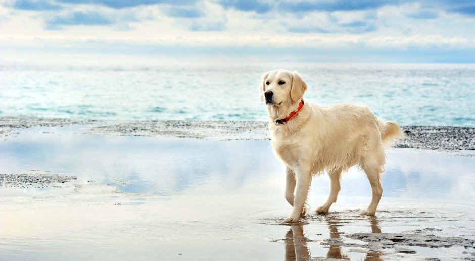 Ретривер белый