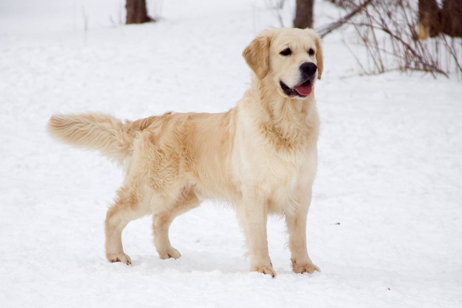 Такер золотистый ретривер