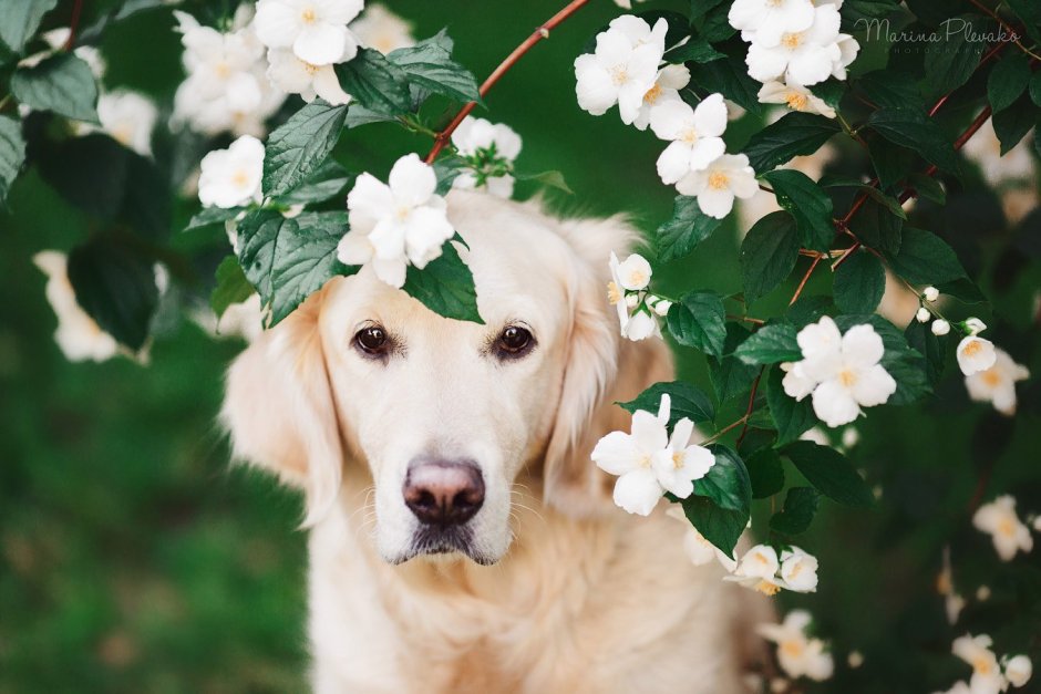 Собака золотистый ретвилер