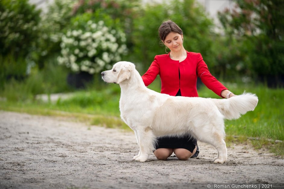 Голден ретривер в стойке