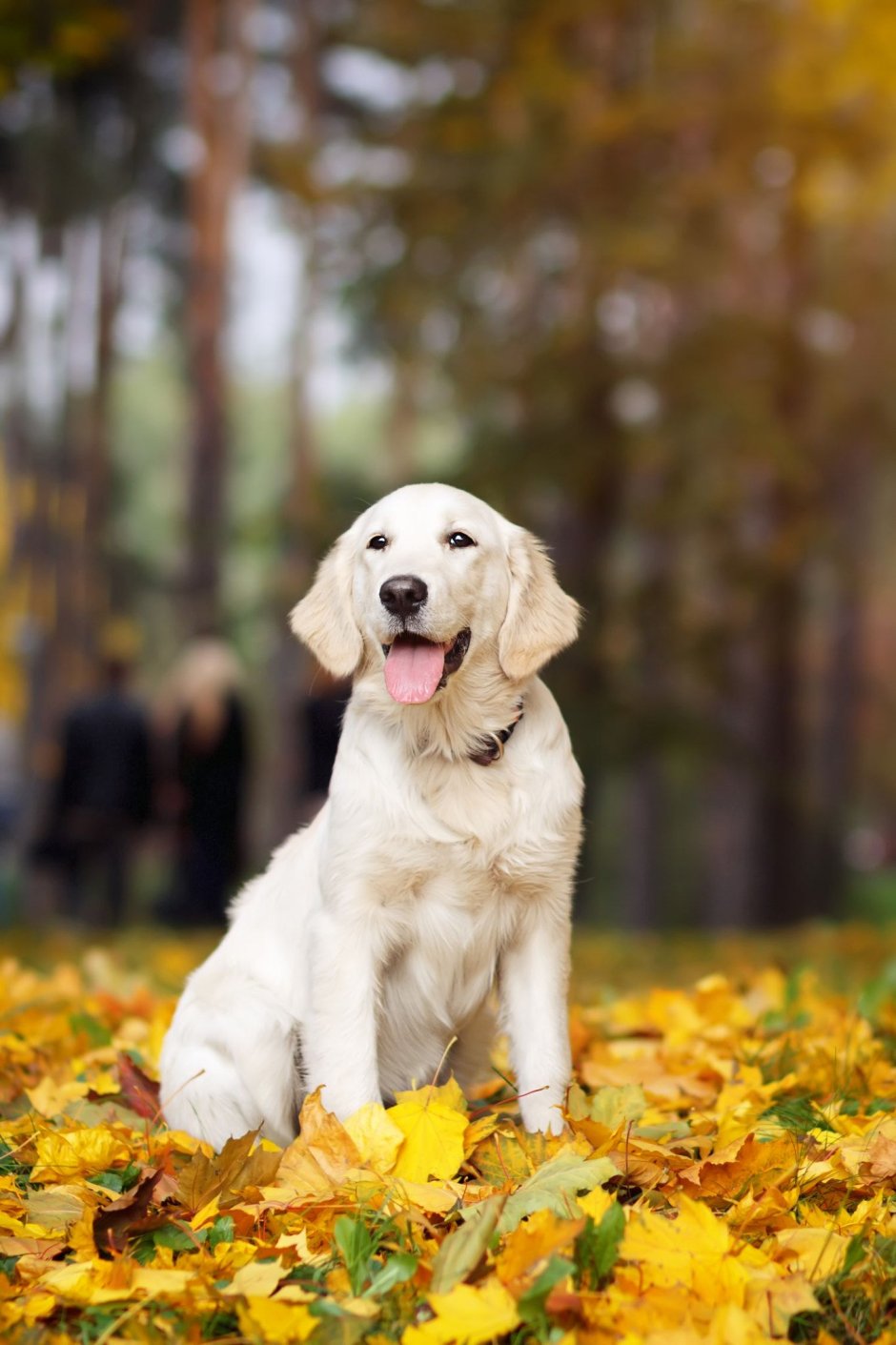 Грустный щеночек