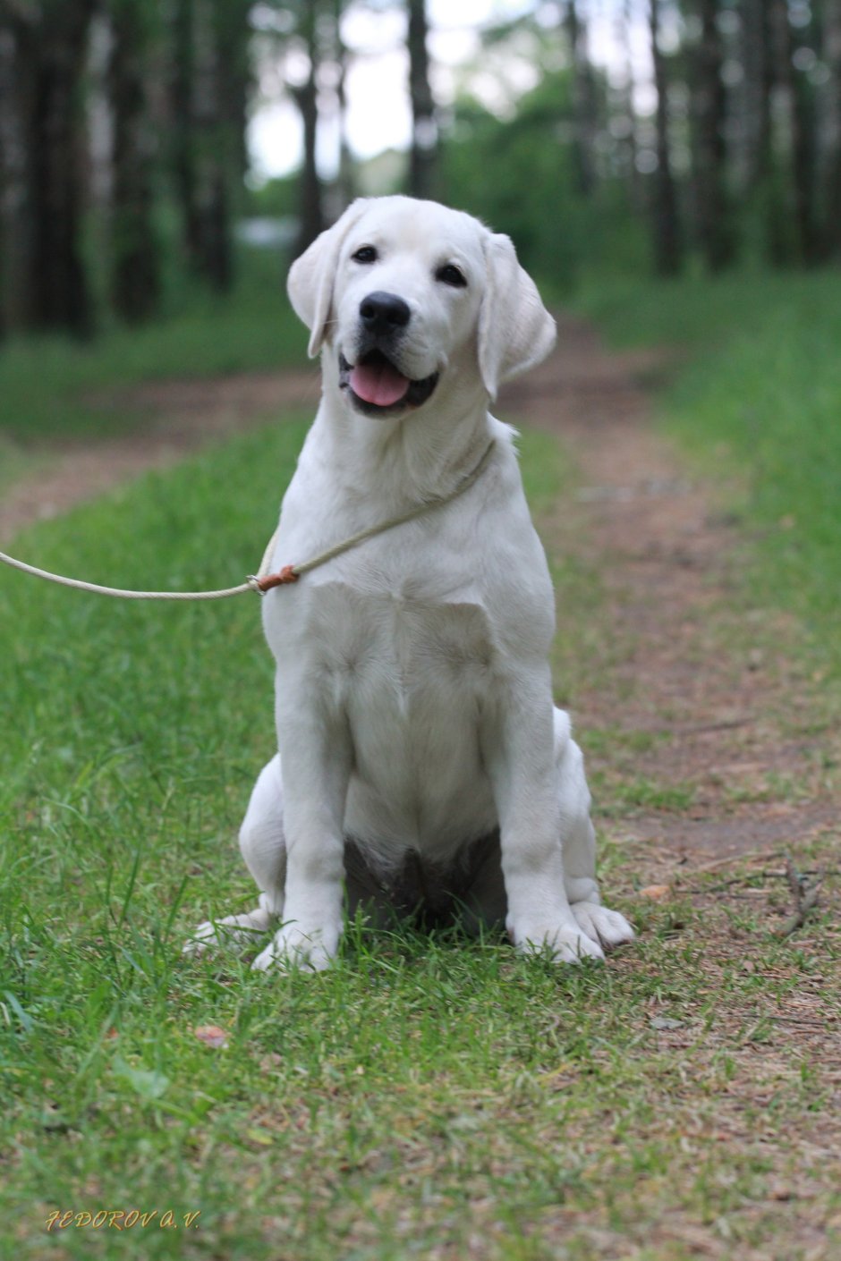 Маленькие щеночки