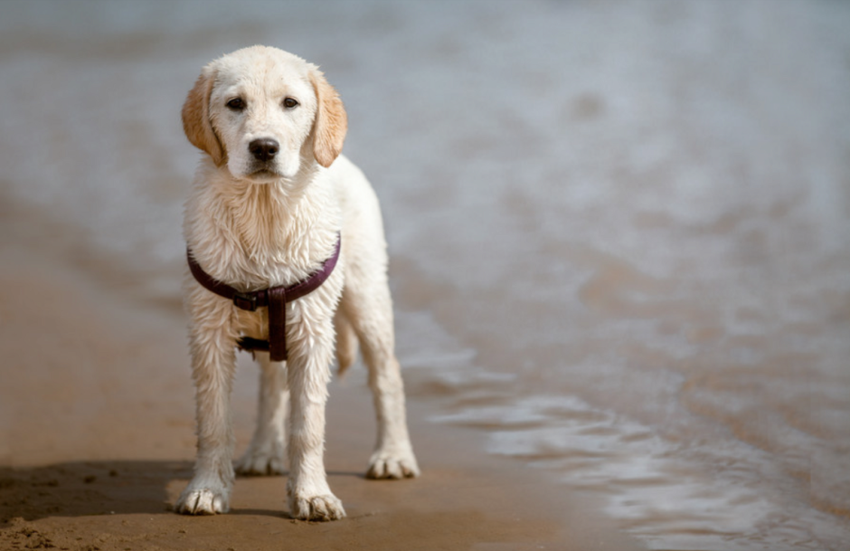 Мечтательная собака