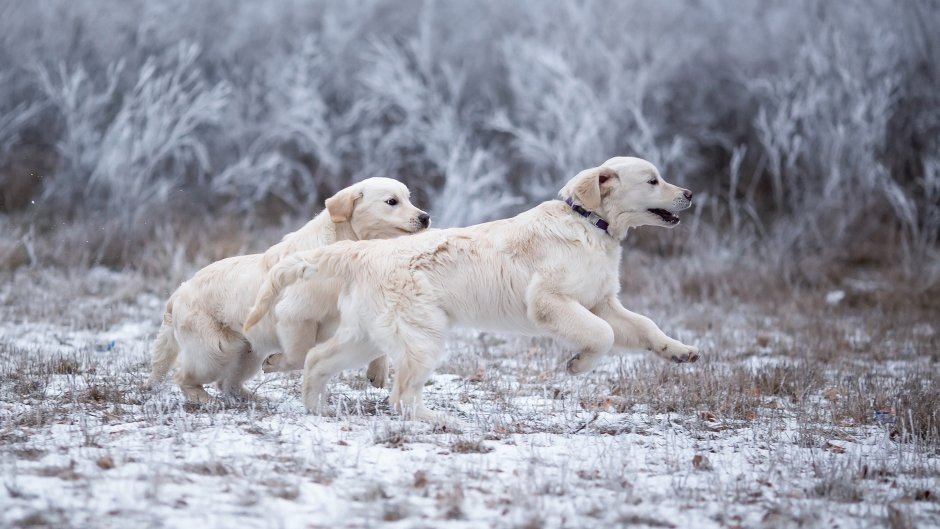 Золотистый ретривер и цветы