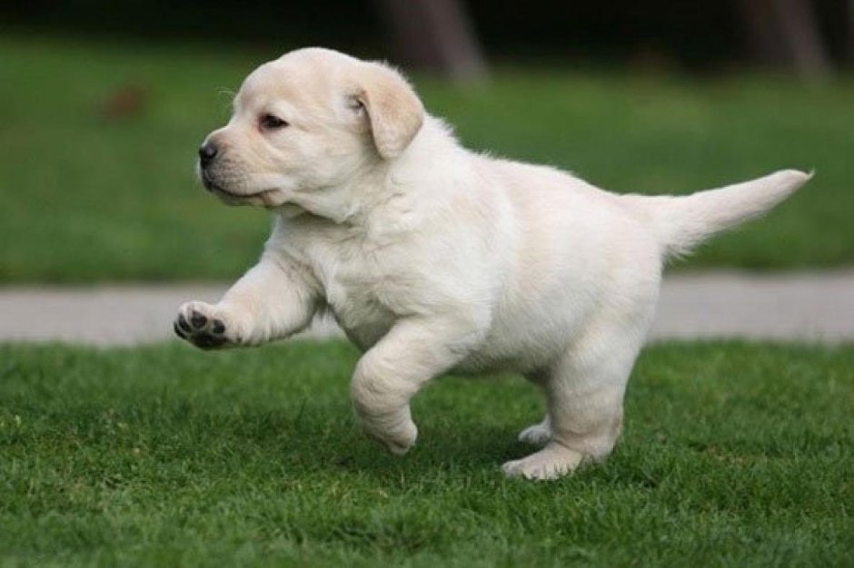 Ретривер новые породы